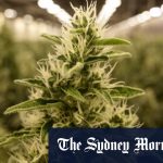 Medicinal cannabis is booming. Heres what is (and isnt) allowed
