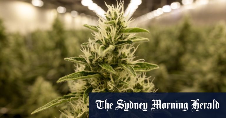 Medicinal cannabis is booming. Heres what is (and isnt) allowed