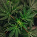 Uruguayan pharmacies to offer cannabis with higher THC levels – Latin America Reports