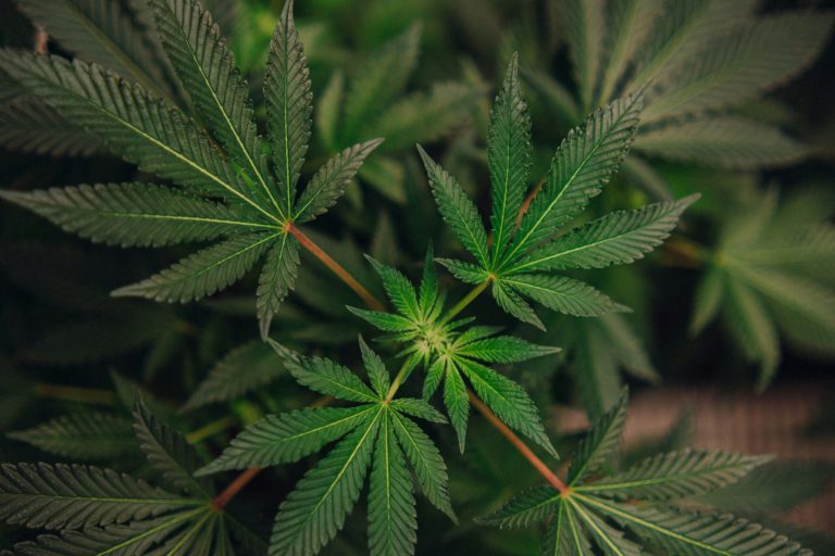 Uruguayan pharmacies to offer cannabis with higher THC levels – Latin America Reports