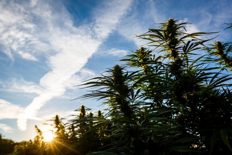 Gov. Hochul Can Fix Shaky Tax Ground For Cannabis Growers (Your Letters)