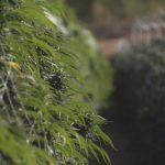Sonoma County's Autumn Cannabis Harvest Guide 4 Harvesting A Bumper Crop Of Cannabis This Fall In Sonoma County