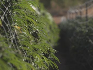 Harvesting A Bumper Crop Of Cannabis This Fall In Sonoma County