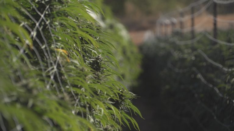 Harvesting A Bumper Crop Of Cannabis This Fall In Sonoma County