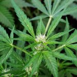 Maine Issues Third Cannabis Recall In As Many Months