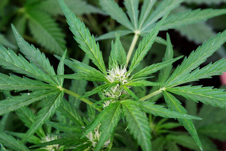 Maine Issues Third Cannabis Recall In As Many Months