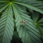 CBD: A Potent Mosquito Repellent? 4 The CBD, a deadly weapon against mosquitoes?