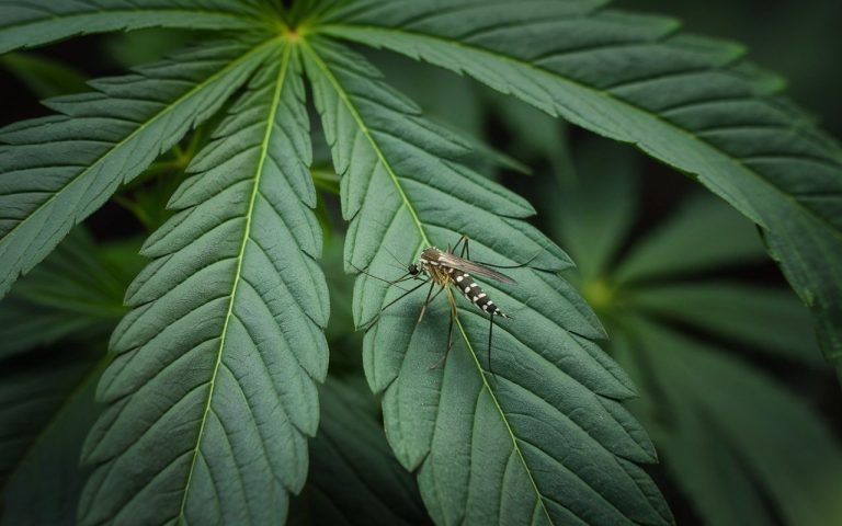The CBD, a deadly weapon against mosquitoes?