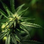 Medical Cannabis Research Studies: Insights from Healers November Webinar