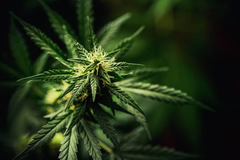 Medical Cannabis Research Studies: Insights from Healers November Webinar