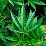 Cannabis Constituent CBN Improves Sleep, Study Provides First Objective Evidence