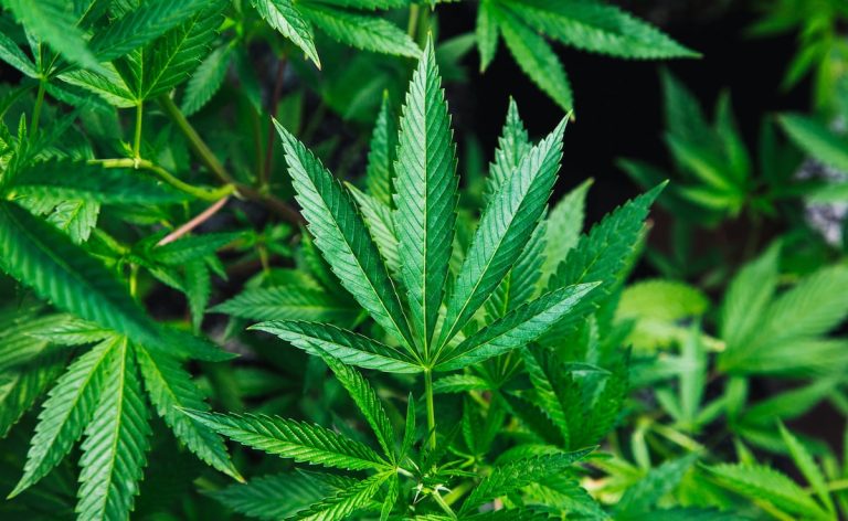 Cannabis Constituent CBN Improves Sleep, Study Provides First Objective Evidence