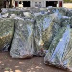 Canberra Man Arrested for Cannabis Grow Operation 4 Police Arrest Canberra Man And Seize 164 Cannabis Plants From Hackett Grow House