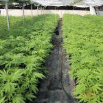 International Crime Syndicate Busted: $80M Cannabis Seized 3 Nineteen Charged And $80m In Cannabis Seized From Alleged International Crime Syndicate