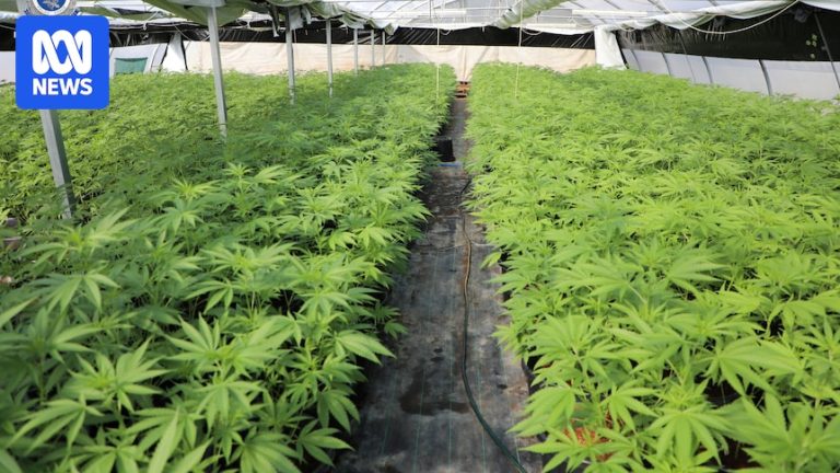 Nineteen Charged And $80m In Cannabis Seized From Alleged International Crime Syndicate