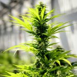 Dabney: How Cannabis Can Help Bring Harmony To Thanksgiving Gatherings