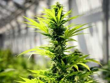 Dabney: How Cannabis Can Help Bring Harmony To Thanksgiving Gatherings