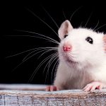 Prenatal exposure to synthetic cannabinoid alters breathing and cardiovascular health in rats