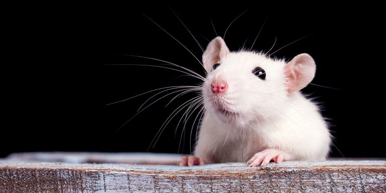 Prenatal exposure to synthetic cannabinoid alters breathing and cardiovascular health in rats