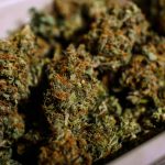 Top Pick For Cannabis Control Commission Chief Turns Down Offer
