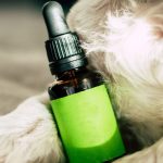 CBD: A Potential Remedy for Canine THC Toxicity 4 CBD A Treatment For Canine THC Toxicosis?