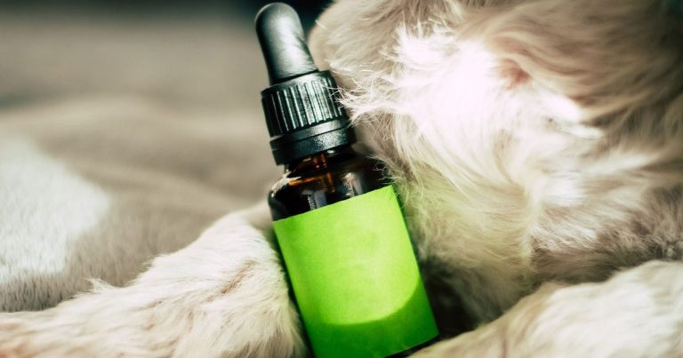 CBD A Treatment For Canine THC Toxicosis?