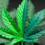 Texas Poised to Lead the Nation in Banning THC