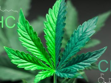 Texas Poised to Lead the Nation in Banning THC