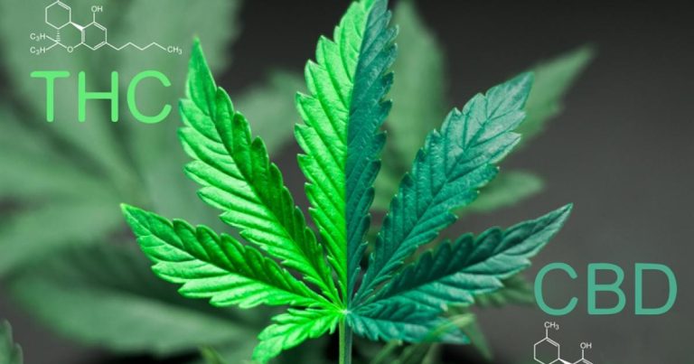 Texas Poised to Lead the Nation in Banning THC