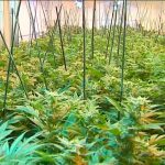 Cannabis Lottery Cancelation Delays Minnesota Marijuana Rollout