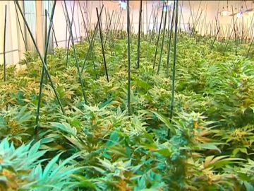 Cannabis Lottery Cancelation Delays Minnesota Marijuana Rollout