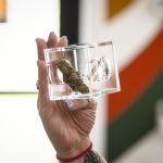 Middlebury Cannabis Business Sues Vermont Regulator Over Free Speech – VTDigger
