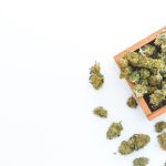Weekly Cannabis Industry Update - December 2024 4 Week In Weed – December 14, 2024