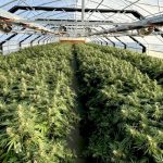 ECS Botanics Boosts Cannabis Yields by 50% 3 ECS Botanics Reports 50% Increase In Cannabis Yields With New Crop Enclosure Designs
