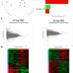 Effects of CBD Treatment on Kidney Gene Expression in Mice 4 Impact of Long-Term Cannabidiol (CBD) Treatment on Mouse Kidney Transcriptome