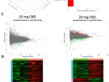 Impact of Long-Term Cannabidiol (CBD) Treatment on Mouse Kidney Transcriptome
