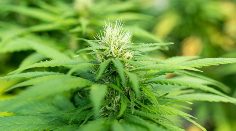 Legislation Supporting Cannabis Farmers Signed Into Law