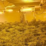 The Largest Cannabis Farms Found In Wales This Year