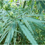 Kansans Turn to Missouri for Medical Marijuana 3 Thousands Of Kansans Are Buying Medical Marijuana In Missouri