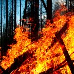 Wildfires Challenge Operations of LA Cannabis Dispensaries 4 Cannabis Dispensaries Navigate Operations As Wildfires Spread Across Los Angeles