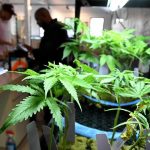 Oceanside Expands Cannabis Business with New Permits 3 Cannabis Business Expanding With New Permits In Oceanside