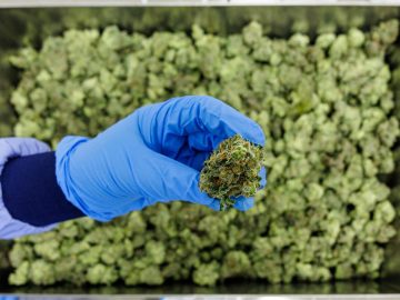 High Tide Enters Germanys Medical Cannabis Market By Acquiring 51% Of Purecan