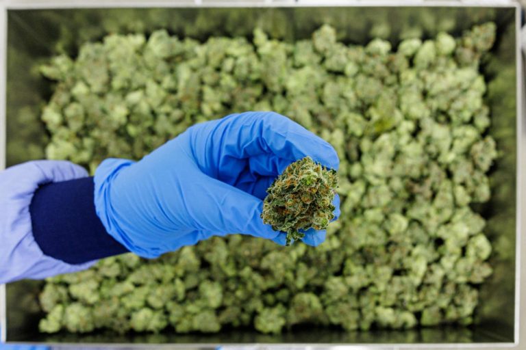 High Tide Enters Germanys Medical Cannabis Market By Acquiring 51% Of Purecan