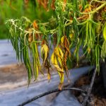 New Jersey’s Specialty Oil sues over ‘dirt quality’ hemp