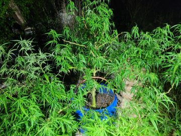 Atiu Cannabis Cultivator Remanded In Custody Pending Psychiatric Assessment – Cook Islands News