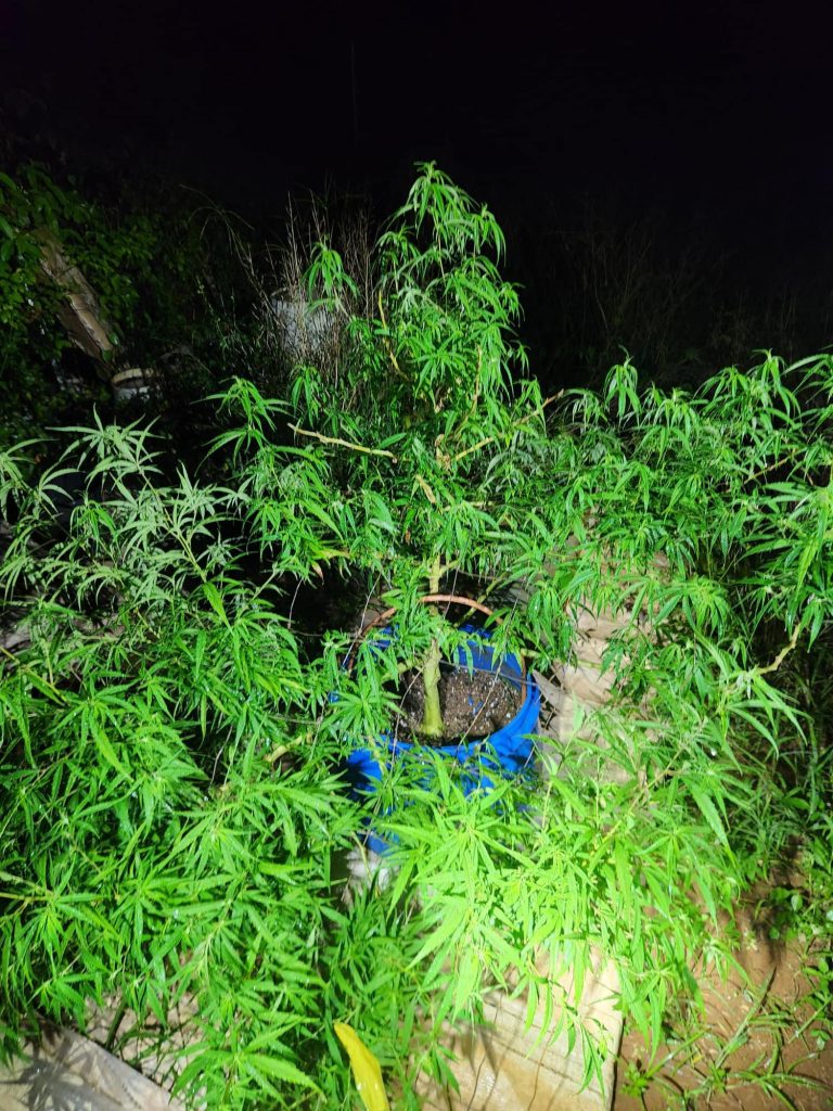 Atiu Cannabis Cultivator Remanded In Custody Pending Psychiatric Assessment – Cook Islands News