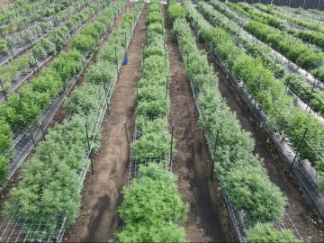 State Report: Cannabis Potency Up, Prices Down