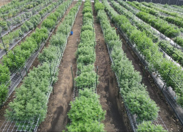 State Report: Cannabis Potency Up, Prices Down