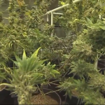 Alabama Court Clears Path for Medical Cannabis Licensing 4 Alabama Court Voids Order Blocking Medical Cannabis Licensing Process