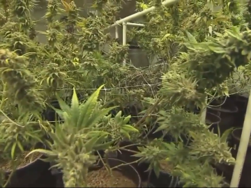 Alabama Court Voids Order Blocking Medical Cannabis Licensing Process